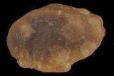 Three Fossil Jellyfish (Octomedusa) Pos/Neg - Illinois #120722-1